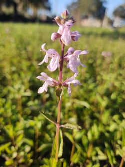 Stachys floridana 114718683.jpg