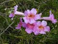 Starr-010423-0027-Podranea ricasoliana-flowers-Kula-Maui (24532374265).jpg