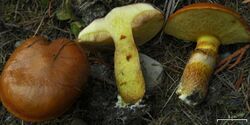 Suillus ponderosus (4497311868).jpg