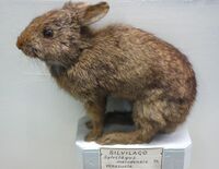 A taxidermy of a small rabbit, its fur a warm brown ticked with a darker brown, its ears small and set back, its face closer to a vole's than a rabbit's