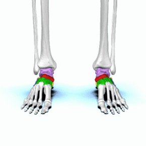 Tarsal bones - animation01.gif