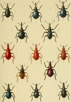 The Coleoptera of the British islands. A descriptive account of the families, genera, and species indigenous to Great Britain and Ireland, with notes as to localities, habitats, etc (1891) (14775888451).jpg