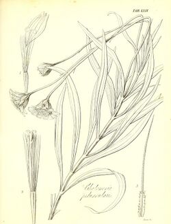 The botany of Captain Beechey's voyage; comprising an acount of the plants collected by Messrs. Lay and Collie, and other officers of the expedition, during the voyage to the Pacific and Behring's (19783080274).jpg