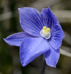 Thelymitra cyanea Mt Buffalo.jpg