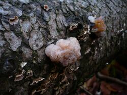 Tremella encephala Pers 221261 2008-10-18.jpg