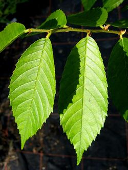 Ulmus mexicana leaves.jpg