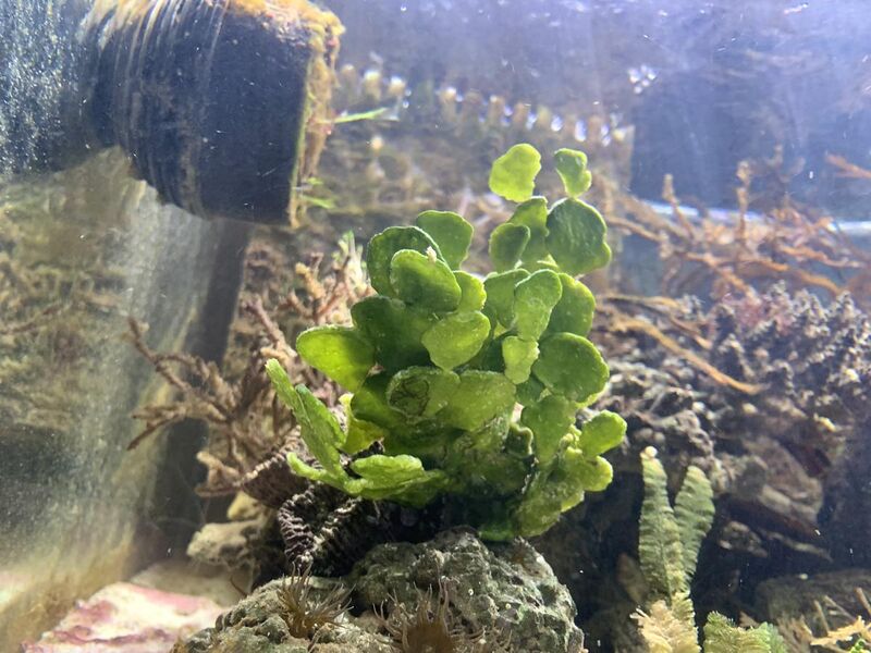 File:Watercress algae (Halimeda discoidea).jpg