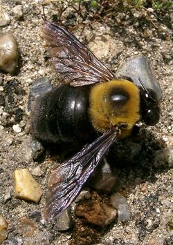 Xylocopa appendiculata circumvolans1.jpg