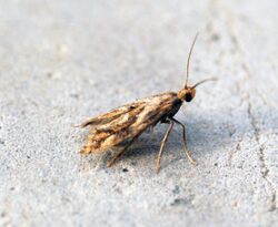 (0481) Epermenia falciformis - Flickr - Bennyboymothman.jpg