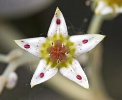 (MHNT) Graptopetalum paraguayense Flower.jpg