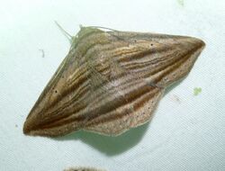 .Itomia opistographa - Erebidae. (7420632650).jpg