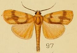 097-Ulopeza cruciferalis Kenrick, 1907.JPG