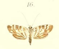 16-Orphnophanes strigatalis=Tabidia insanalis Snellen 1880.JPG