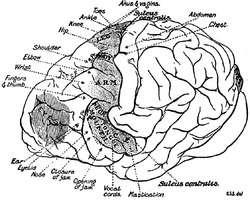 1911 EB Chimpanzee Brain.png