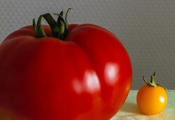 2013 09 10 Tomate.jpg