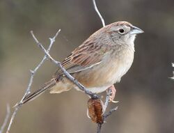 867 - BOTTERI'S SPARROW (1-22-14) survey bird L, lado de loma, lake patagonia ranch estates, scc, az -01 (12092103435).jpg