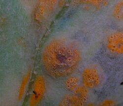 A rust (Puccinia poarum) on lower surface of Coltsfoot.JPG