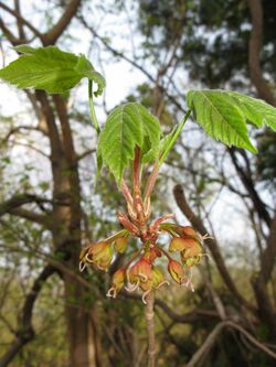 Acer diabolicum 9.JPG