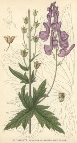 Aconitum septentrionale.jpg