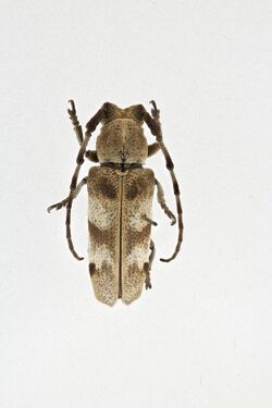 Aetholopus scalaris Pascoe, 1865; Type; NHMUK013799982; Dorsal habitus (46573538275).jpg