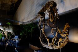 Skeletons of Allosaurus and Ceratosaurus mounted in fighting postures