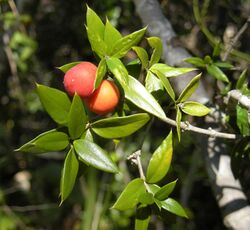 Alyxia ruscifolia foliage and fruit.jpg