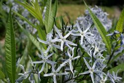 Amsonia-tabernaemontana-flowers.JPG