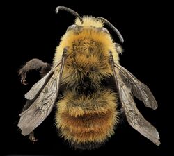 Anthophora bomboides, M, back, Lincoln Co, Wyoming 2013-12-30-14.02.22 ZS PMax (11766343264).jpg