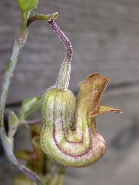 File:Aristolochia californica flower 2004-02-23.jpg
