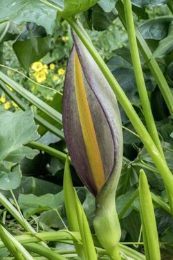 Arum concinnatum, Crete 01(js).jpg