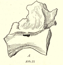 Bahariasaurus vertebra.png