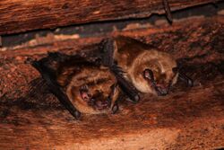 Two big brown bats sit next to one another in the rafters of a barn.