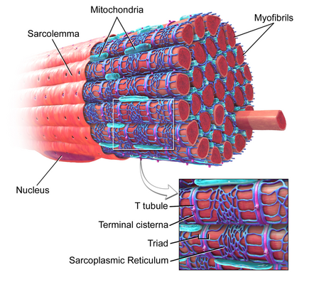 Biology:Triad (anatomy) - HandWiki