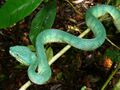 Bornean Keeled Green Pit Viper (Tropidolaemus subannulatus) (6635835447).jpg
