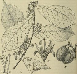 Botanische Jahrbücher für Systematik, Pflanzengeschichte und Pflanzengeographie (1911) (20215143720).jpg