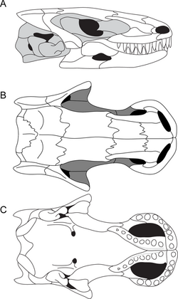 Brachydectes skull.PNG