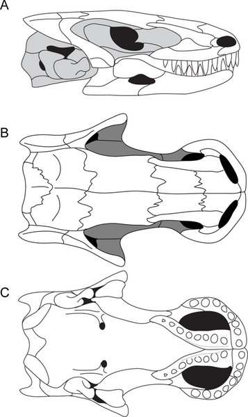 File:Brachydectes skull.PNG