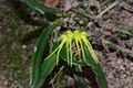 Bulbophyllum flaviflorum 翠華捲瓣蘭(黃花捲瓣蘭) (41789531185).jpg