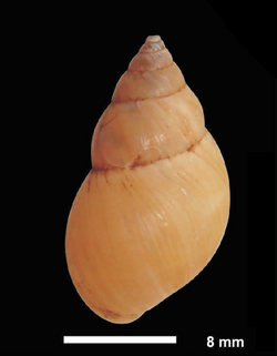 Bulimulus tenuissimus shell 2.png