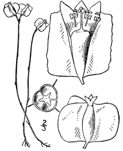 Burmannia biflora BrittonBrown.png