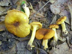 Cantharellus lewisii 430403.jpg