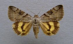 Catocala hymenaea.jpg