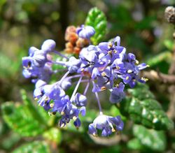 Ceanothus impressus 3.jpg