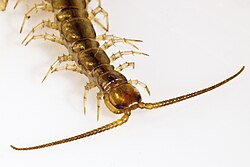 Cempés (Lithobiidae), Santiago de Compostela.jpg