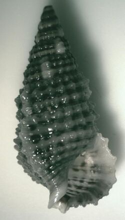 Cerithium tenellum 002.jpg