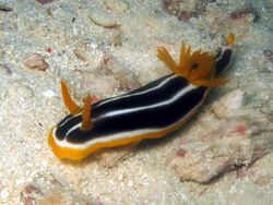 Chromodoris africana.jpg