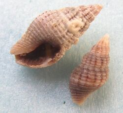 Clavatula rubrifasciata 002.jpg