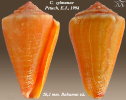 Conus zylmanae 2.jpg