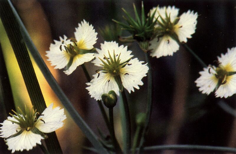 File:Damasonium californicum.jpg