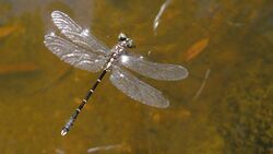 Death of a dragonfly (12008072683).jpg